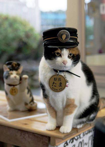 Tama, az állomásfőnökké avanzsált macska