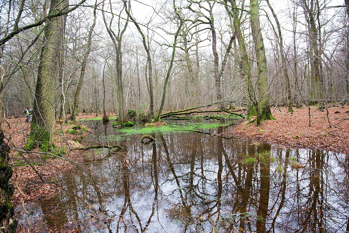 Részlet a hambachi őserdőből (fotó: Wikipédia)