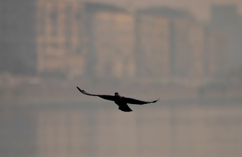 Egy galamb repül a Duna fölött, a fővárost lilás-szürkés szmog borítja<br>(fotó: Kovács Tamás MTI)