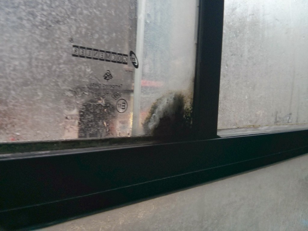 Valamilyen növény, valószínűleg moha nő a Mercedes Conecto két ablaka között egy rigai helyi járaton<br>(fotó: a szerző)