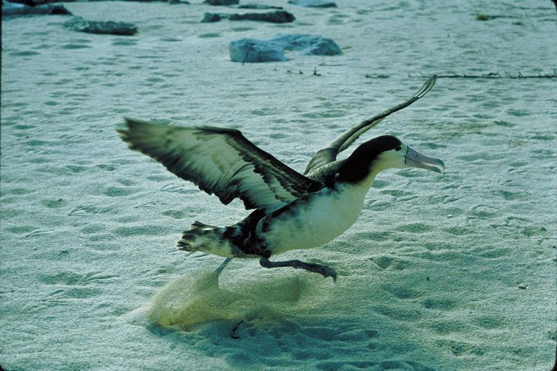 Az albatrosz repülésének legnehezebb szakasza a tudósok egyöntetű véleménye szerint a felszállás