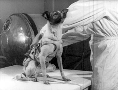 Hat kilós korcs, szamojéd beütéssel: eleve nyugodt és kistermetű kutyákat válogattak az űrkísérletekhez