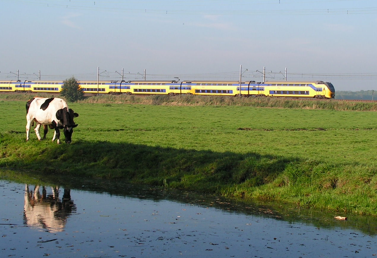 Lehet, hogy a most még békésen legelésző tehenek pár év múlva már más színű vonatoknak fordítanak hátat<br>(fotó: Hörcher Dániel)