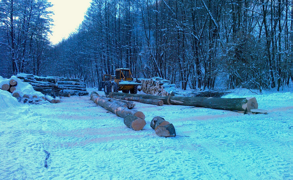 Az Egeredrdőnél is a fakitermelés adja a bevételek zömét<br />(a fotók az Egererdőtől származnak)