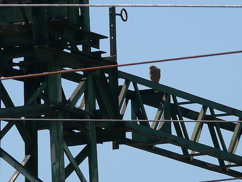 Vörös vércse fészkelt Kelenföldön is: 2009-ben Kemsei Zoltán fényképezte a madarakat az egyik felsővezetéktartó oszlopon