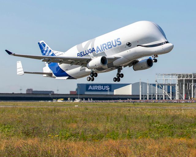 _beluga_
