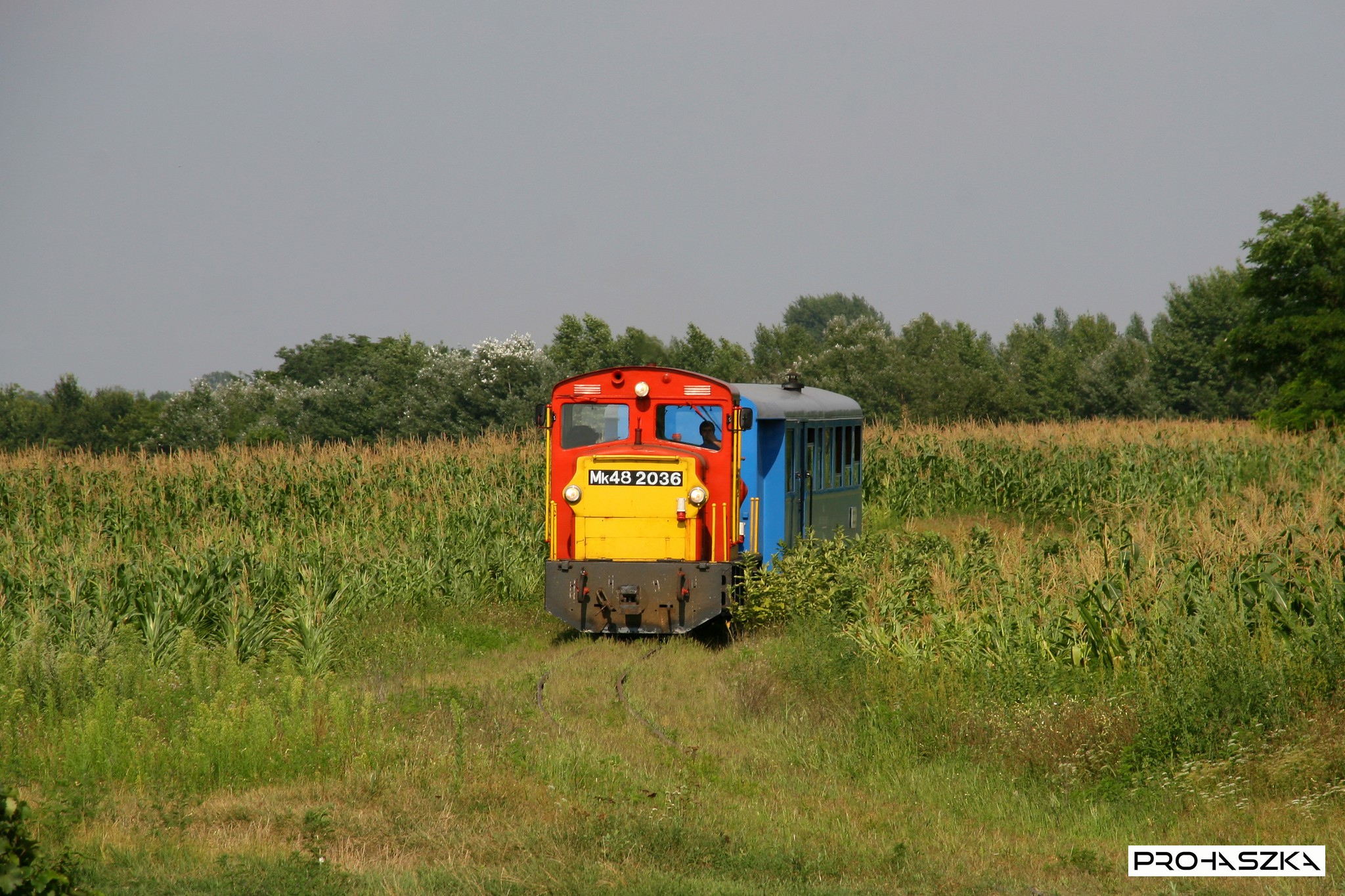 Kispáhinál kúszik a kukoricatáblák között az egykocsis vonatka 2008. augusztus 2-án (fotó: Prohászka Csaba)